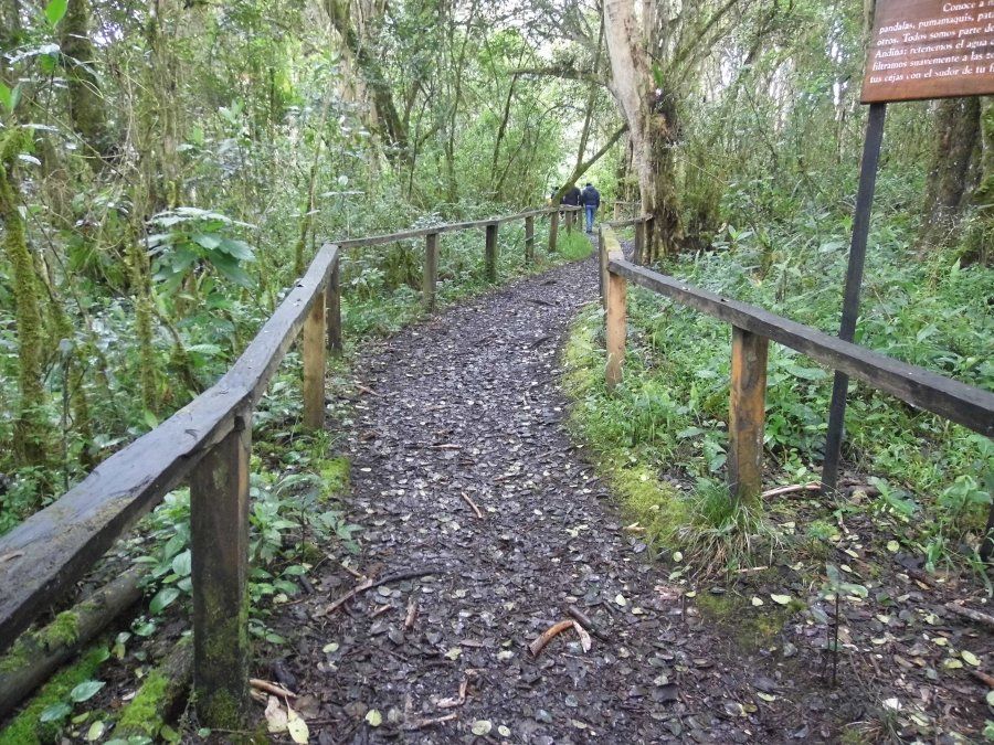 Bosque de los Arrayanes en San Gabriel.