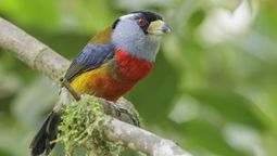 Encuentro de aviturismo Ecuador Bird Fair 2026 se celebrará en Quito.&nbsp;