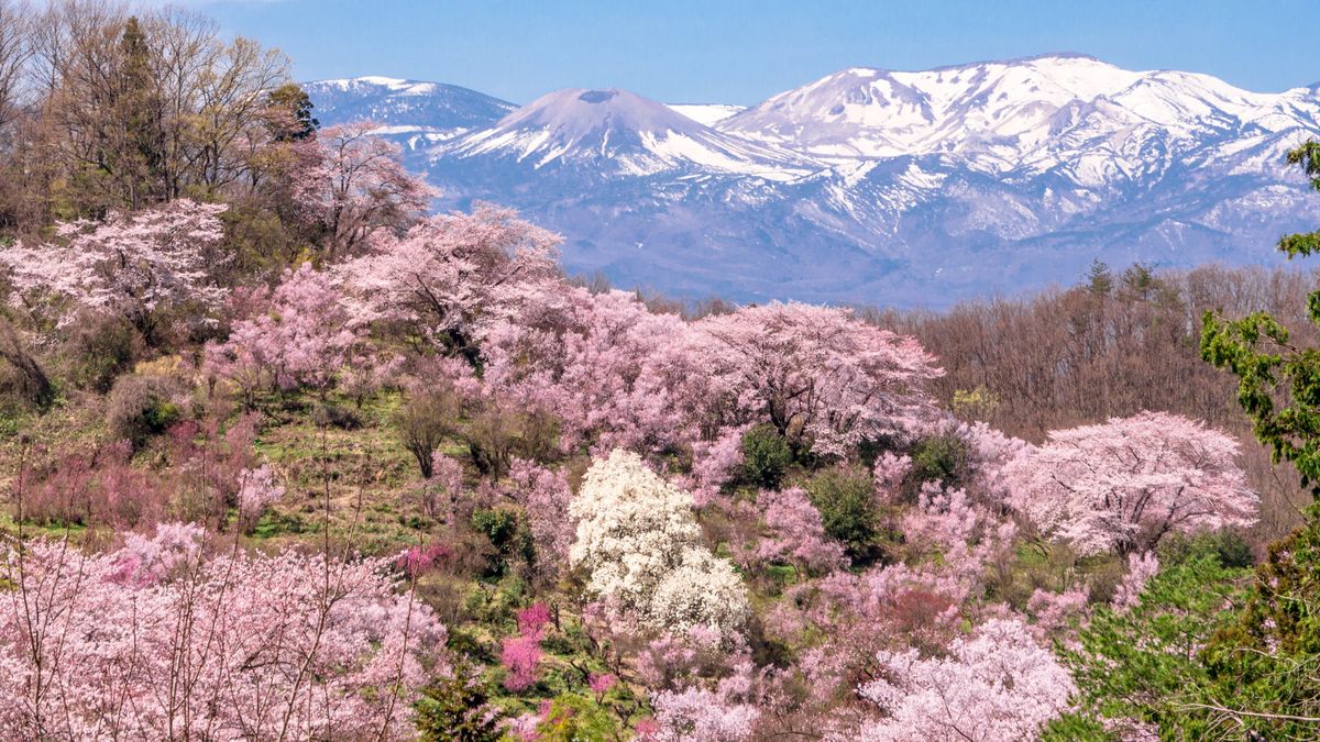 Parque de Hanamiyama en Fukushima (Japón)