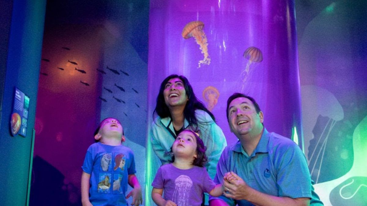 El fascinante mundo de las medusas en SeaWorld San Diego.