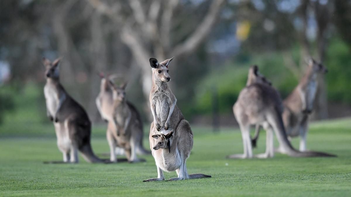 Los canguros solo pueden ser vistos en Australia.