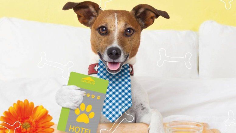 Las mascotas son bienvenidas en los hoteles de NH Hotel Group.