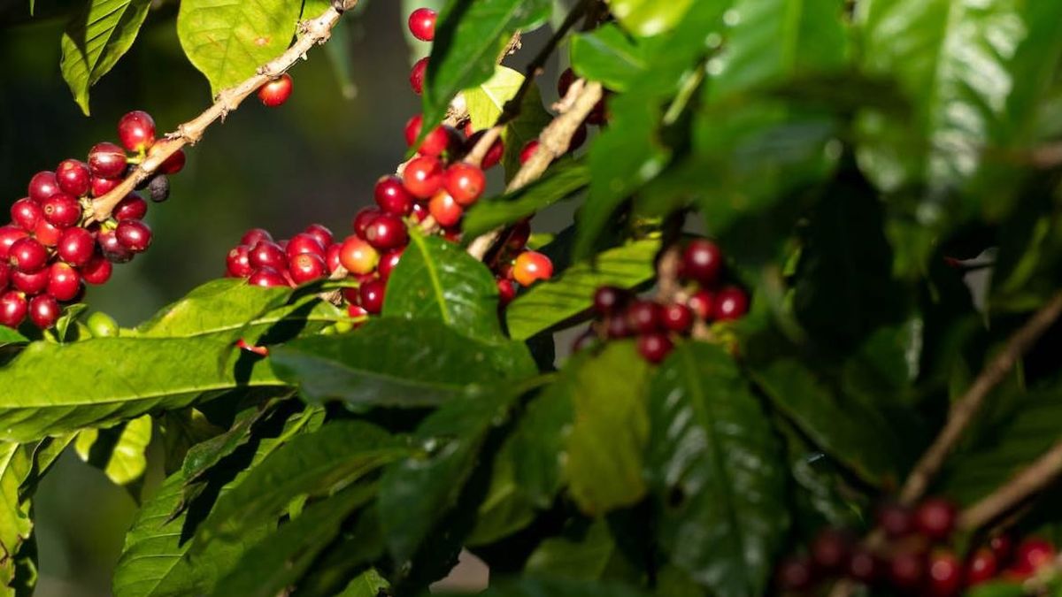 El Café Geisha de Panamá ha logrado romper récords en subastas internacionales y consolidarse como un referente del café de especialidad.