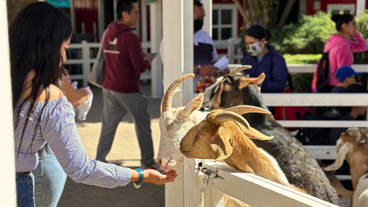 Pasen horas de diversión en familia visitando estos lugares para convivir con animales en CDMX.