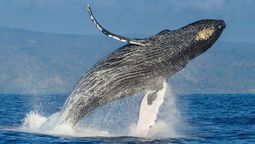 Nueva temporada de avistamiento de ballenas en Piura y Tumbes.