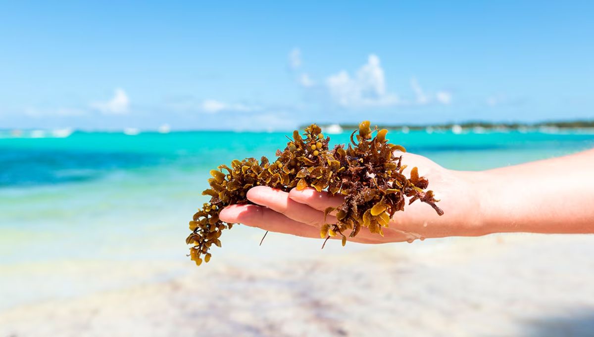 Disfrutá de las islas y playas del Caribe con barreras naturales que evitan la llegada del sargazo. 