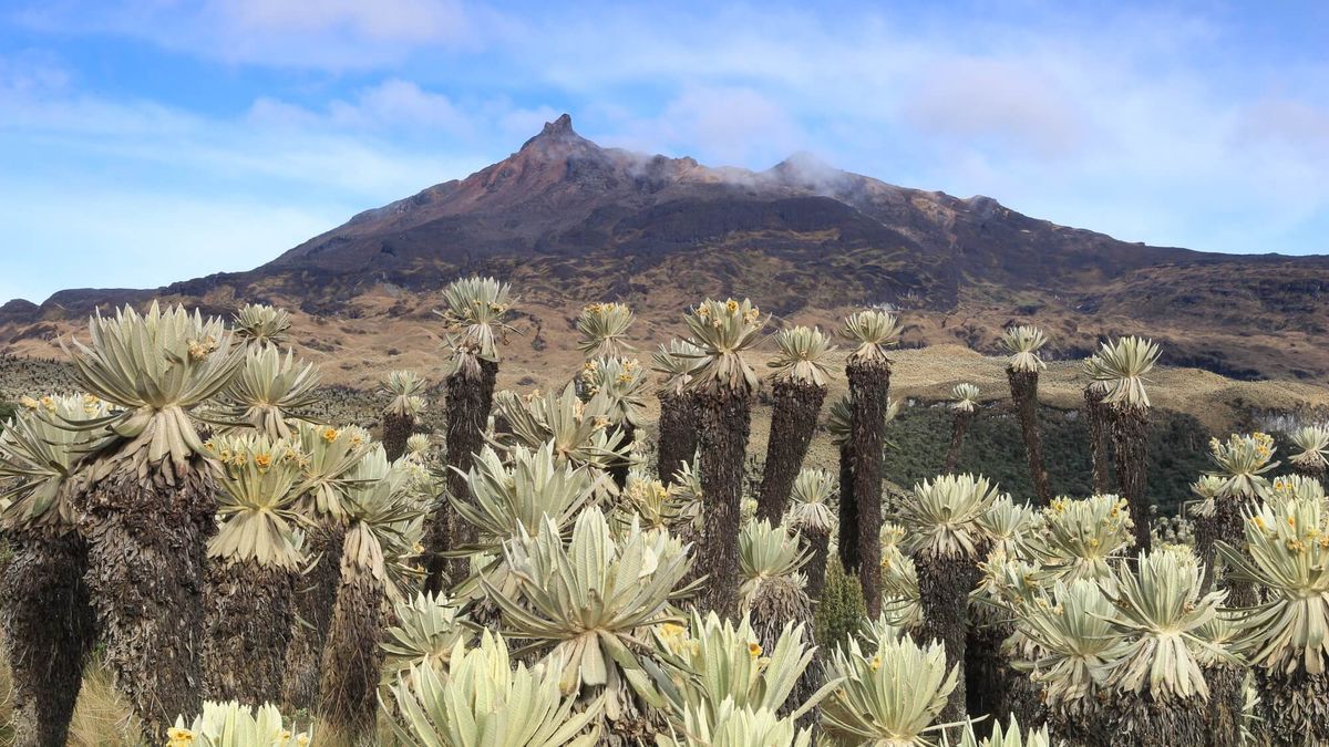 9 sitios de Ecuador, en caminio de convertirse en Patrimonio Mundial de la UNESCO. En la imagen, Reserva Ecológica El Ángel.&nbsp;