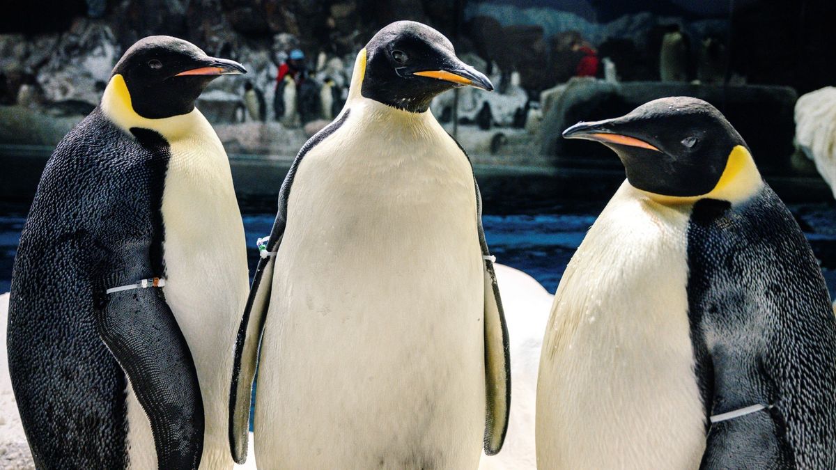 SeaWorld Orlando incorpora pingüinos emperador y será la única exhibición de ejemplares de la especie en el hemisferio occidental.&nbsp;