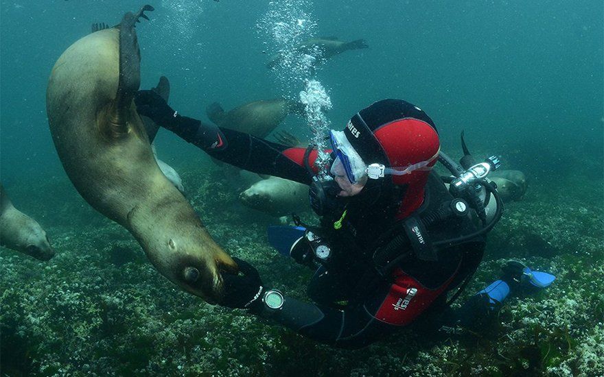 El buceo con lobos marinos es otra de las grandes experiencias que no te pod&eacute;s perder en Chubut.