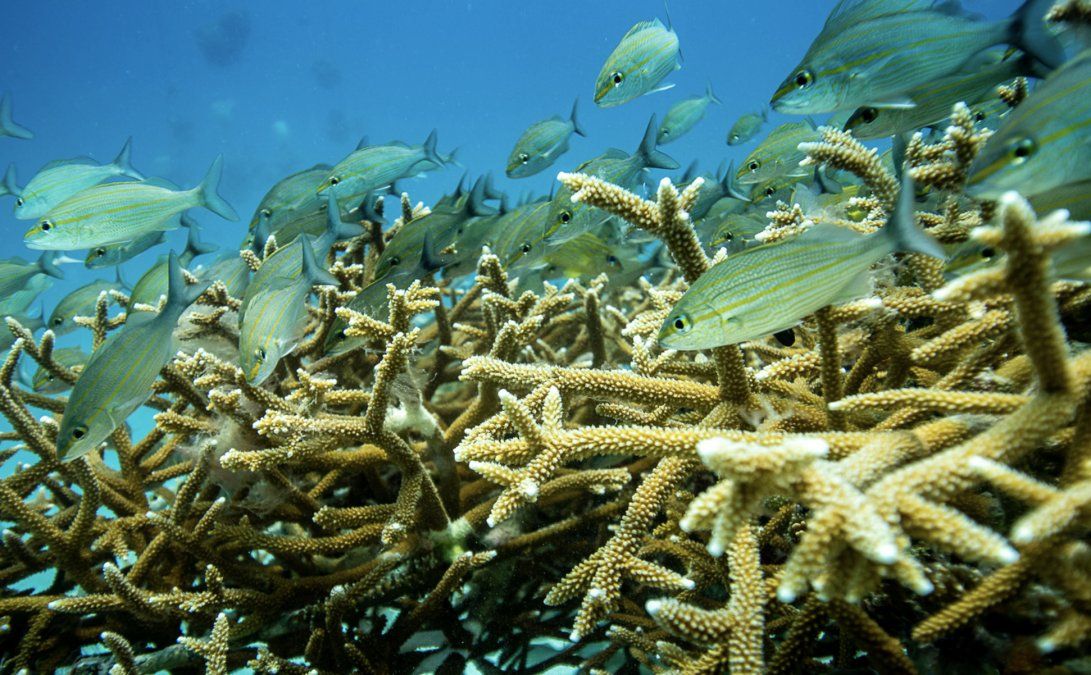 Grupo Iberostar se encarga del Proyecto de Protecci&oacute;n y Restauraci&oacute;n del Arrecife Mesoamericano.