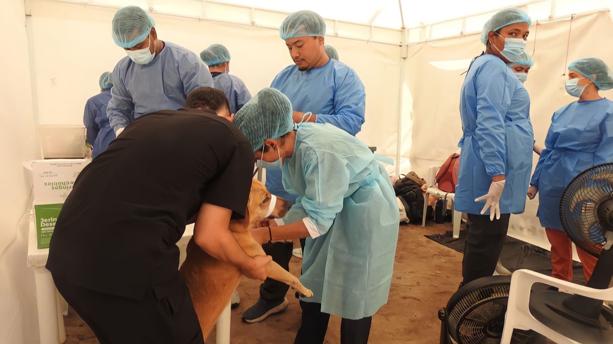 La iniciativa incluyó vacunación, desparasitación y capacitaciones sobre tenencia responsable.
