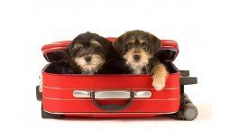 altText(Mascotas: nuevos pasajeros a bordo)}