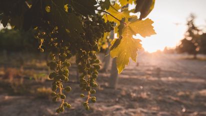La Pampa te invita a descubrir una geografía inédita para el vino de calidad, donde cada bodega contribuye a forjar una identidad enológica que merece ser explorada.