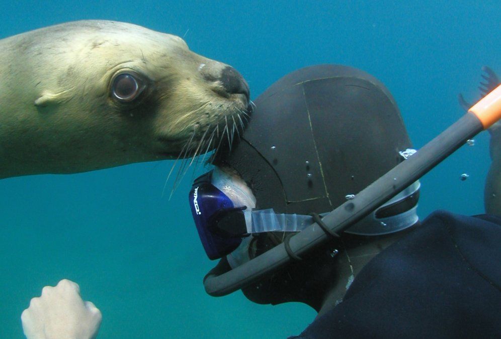 Durante Semana Santa se pueden realizar bautismos submarinos y observar lobos marinos que, curiosos, se acercan y juegan con los buzos.