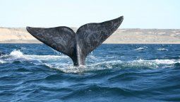 Argentina: descubre la Península Valdés, un escenario único en el mundo para el avistaje de ballenas