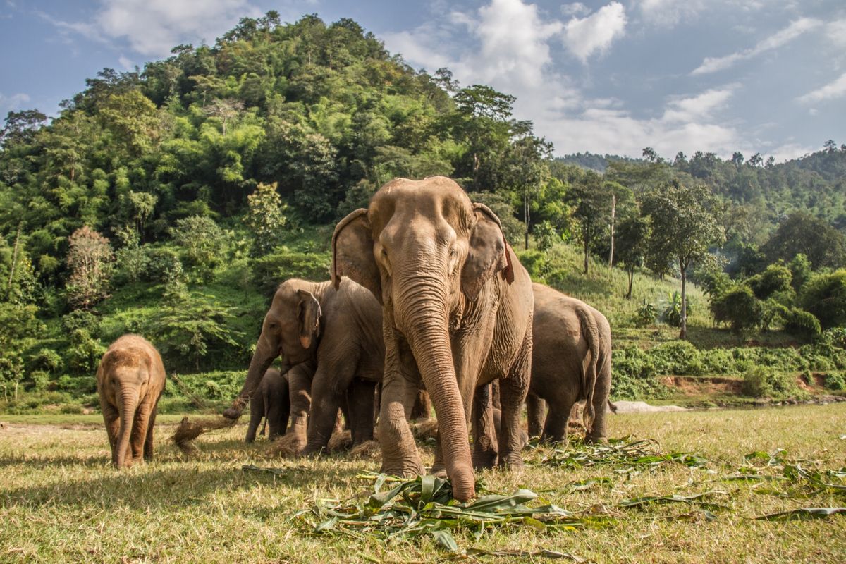 Elefantes en un santuario en Chiang Mai, Tailandia, donde Travelplan promueve actividades responsables.