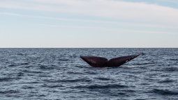 Vacaciones de invierno enBuenos Aires: antes ver ballenas era un privilegio de quienes viajaban al sur,hoy se vuelve una posibilidad más cercana.&nbsp;