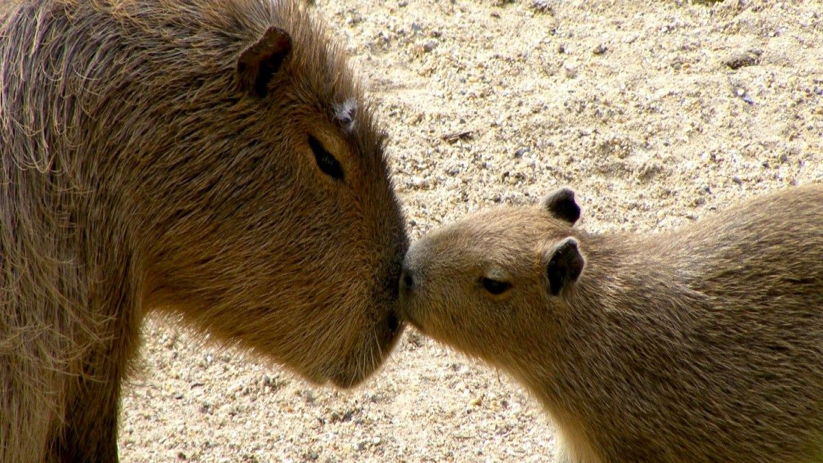Conoce en qué lugar de Ciudad de México puedes conocer a estos lindos animales.&nbsp;