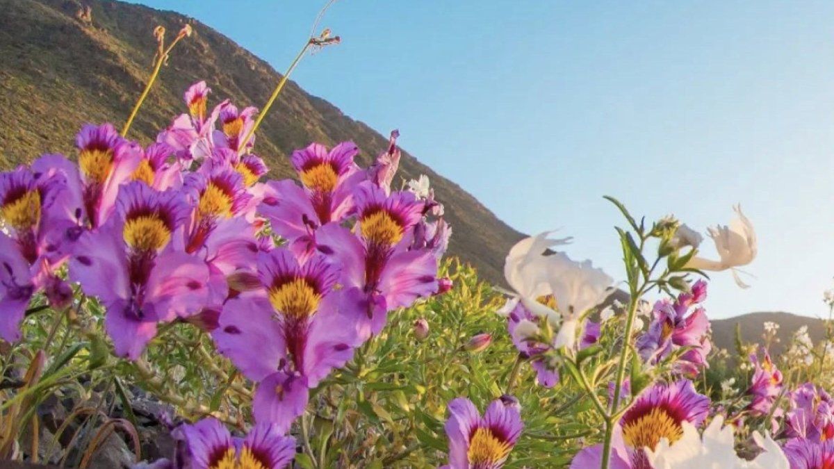 Escapadas al nortede Chile: la Región de Atacama es famosa por sus playas paradisíacas y el desierto florido.
