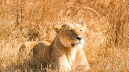 Vacaciones en África: este viaje permite disfrutar el lado más salvaje de Kenia y Tanzania y la tranquilidad de Zanzíbar.
