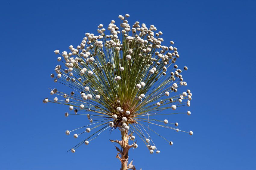Los chuveirinhos forman parte de la flora característica del cerrado.
