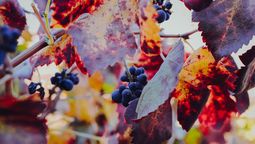 El valle del Elqui es tierra fértil para cepas como Cabernet Sauvignon, Carmenere, Pedro Ximenez y Sirah.