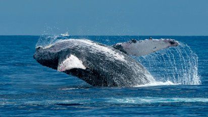 Programas top de Travel Shop para el avistamiento de ballenas.