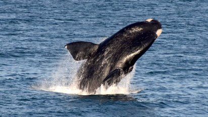Conocé la Ciudad de las Ballenas en Santa Cruz: el destino emergente con 8 especies de ballenas en la costa