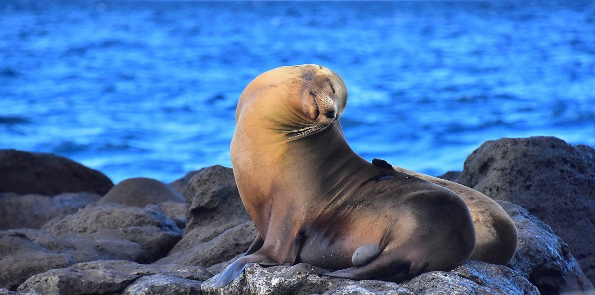 Las islas Galápagos han recibido 4.812 turistas desde su reapertura en julio de 2020. - Ladevi Medios y Soluciones Las islas Galápagos han recibido 4.812 turistas desde su reapertura en julio de 2020.
