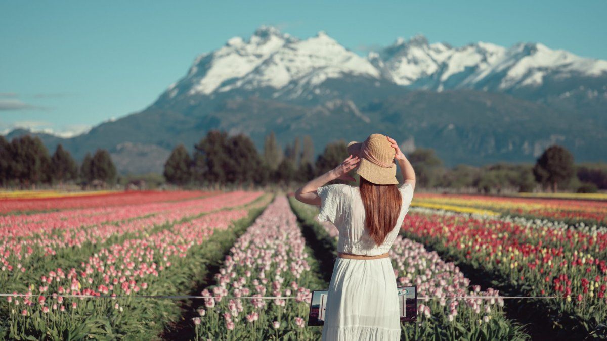 Patagonia: una oportunidad espectacular para conocer uno de los campos de tulipanes más famosos del mundo