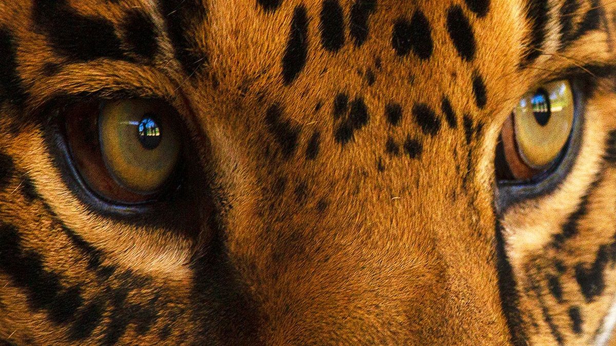 Experimenta un verdadero safari en Yucatán donde el jaguar es la estrella.