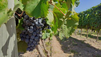 La provincia apuesta por el desarrollo y promoción de la oferta vitivinicola.