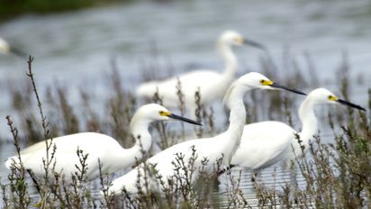 Santuario Nacional Lagunas de Mejía.
