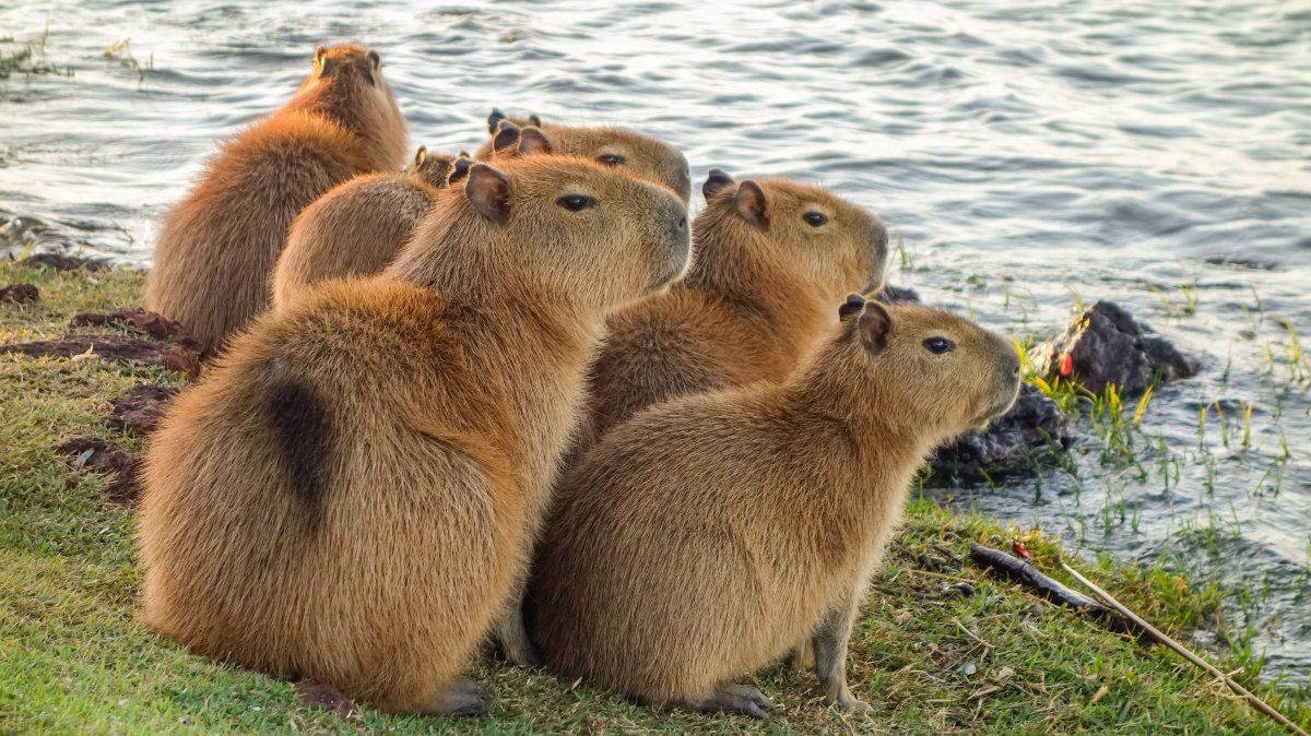 Vacaciones de invierno 2025: descubrí el hábitat de los carpinchos en el Litoral de Argentina.