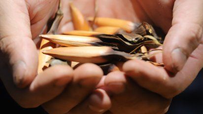 Los piñones son deliciosos y de alto valor energético.