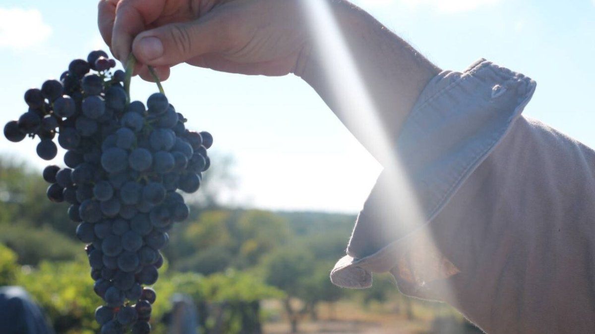 El norte cordobés sorprende con su mixtura de vinos y paisajes. 