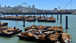 Déjate sorprender por San Francisco al visitar el oeste de Estados Unidos.