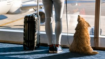 Cómo tramitar el Certificado Zoosanitario para Viajar con mascotas desde Ecuador.&nbsp;