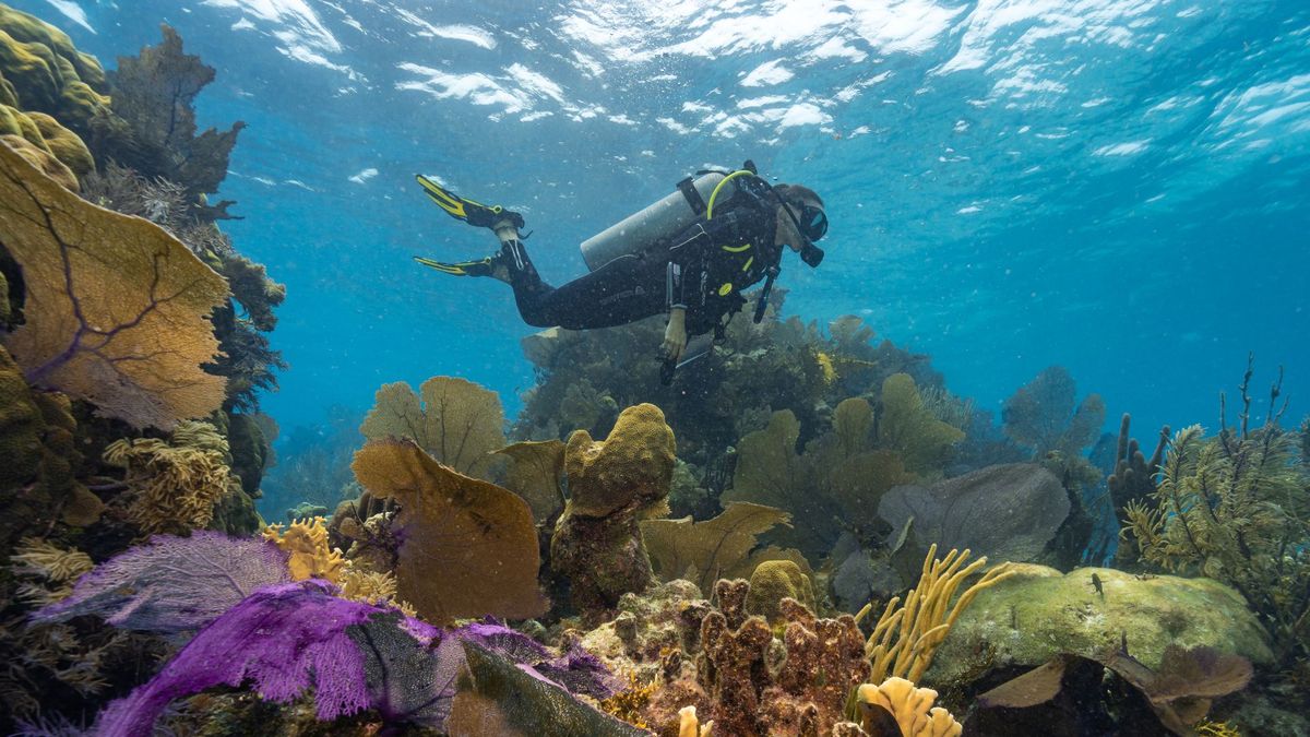 Belice es un paraíso para bucear.