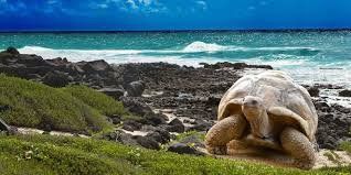 Galápagos cuenta con una lista de operadores turísticos autorizados. - Ladevi Medios y Soluciones Galápagos cuenta con una lista de operadores turísticos autorizados.