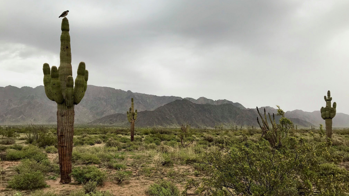 La Reserva de la Biósfera El Pinacate y Gran Desierto de Altar se localiza en Sonora.