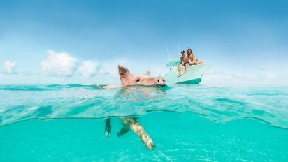 Descubrí la playa de las Bahamas donde podés interactuar con estos simpáticos cerdos nadadores.