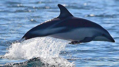 Puerto Madryn: un encuentro inesperado
