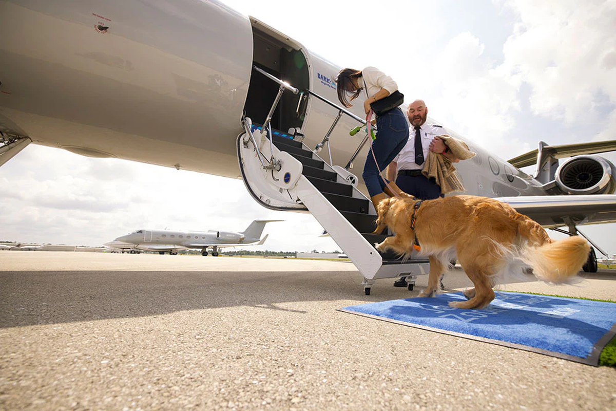 Bark Air, una de las primeras aerolíneas del mundo que piensa en los perros.