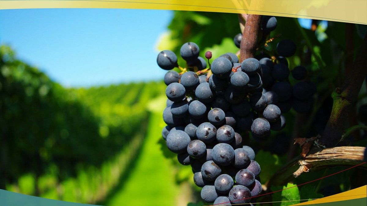 La segunda versión de la Vendimia de San Francisco de El Monte se realizará en tres jornadas.