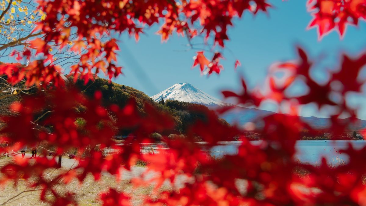 King Midas invita a conocer los colores del otoño en Japón.