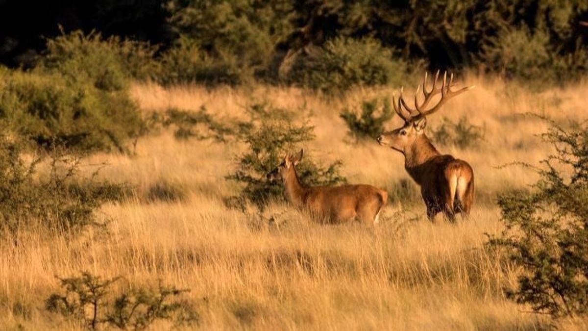 La Pampa propone recorridos que integran fauna silvestre, patrimonio histórico, gastronomía y escenarios naturales que cambian según la estación del año.
