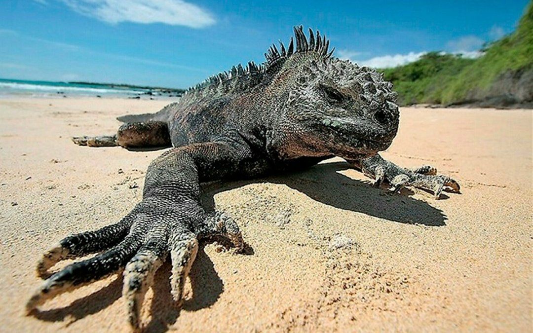 El certificado de vacunación no es un requisito obligatorio para ingresar a Galápagos. - Ladevi Medios y Soluciones El certificado de vacunación no es un requisito obligatorio para ingresar a Galápagos.