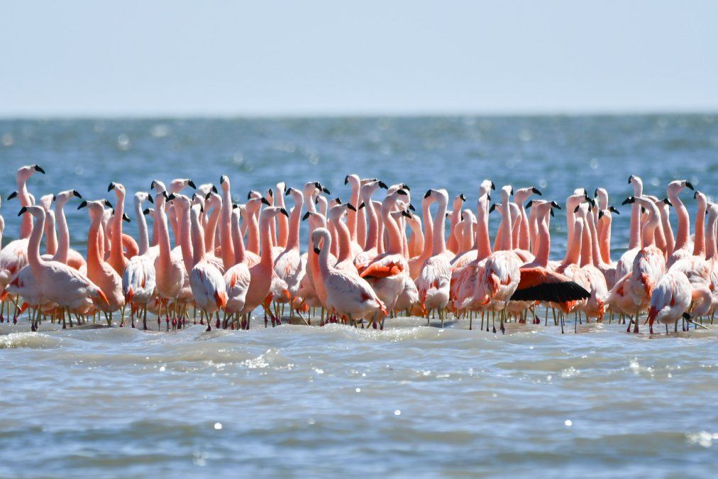 La Reserva Natural Mar Chiquita es uno de los espacios con mayor biodiversidad en Buenos Aires.