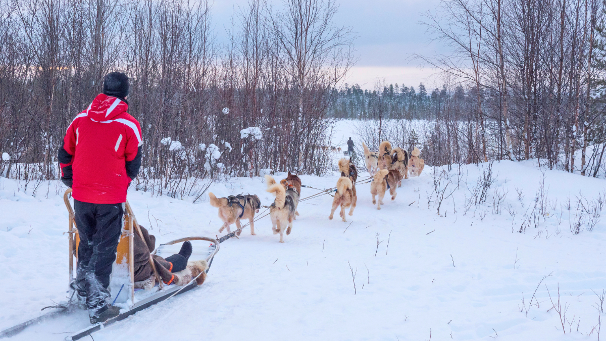 Lánzate a la aventura en Ruka a bordo de un trineo jalado por huskies.